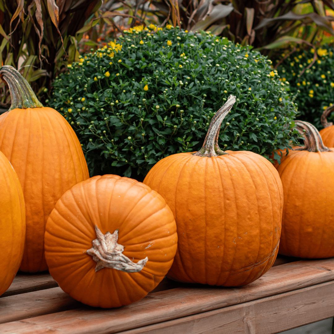 487 Two orange pumpkins are sitting, and one is lying on its side, on a wooden table with yellow fall mums behind it.