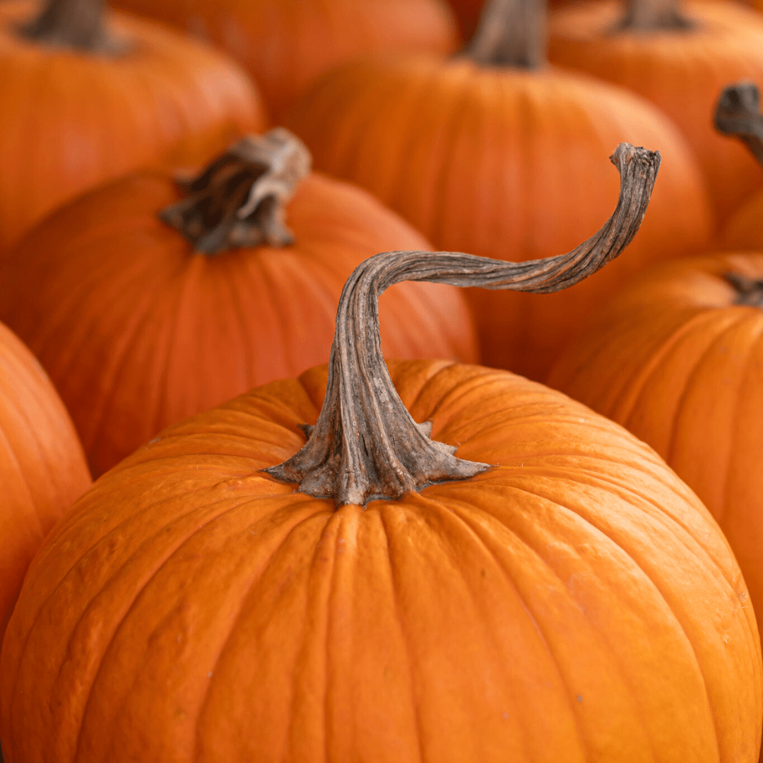 A close-up of a twisted brown pumpkin stem atop an orange pumpkin.