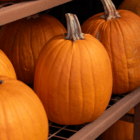 A line-up of oval orange pumpkins sits on a brown metal shelf.