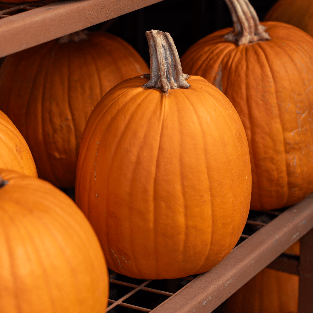 A line-up of oval orange pumpkins sits on a brown metal shelf.