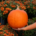 An outstretched hand holds a large, round orange pumpkin. Rust-coloured fall mums appear behind it.