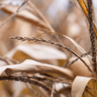 A close-up of the strands on a dried corn stalk.