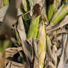 Two unshucked cobs of corn on a dried corn stalk.