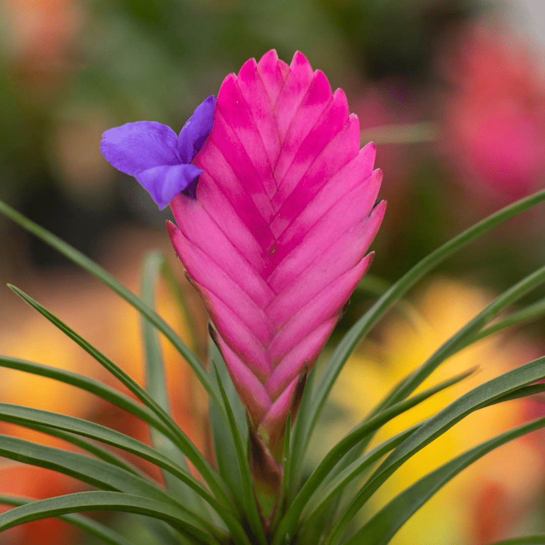 A close-up of a pink and purple bromeliad flower and its spiky green foliage below it.