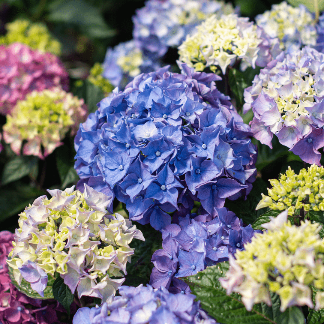 A close-up of the blue-purple-pink blooms on a Let's Dance Loveable hydrangea.