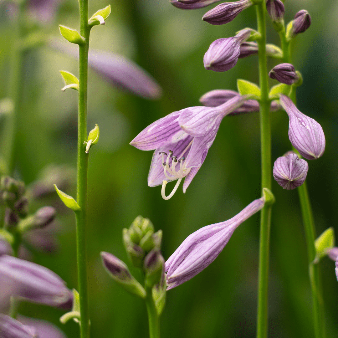An image of purple narrow hosta flowers on thin, tall green stems.