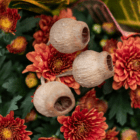 A trio of dried bellgum cups in an indoor mixed planter.