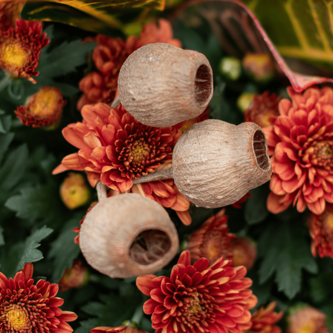 A trio of dried bellgum cups in an indoor mixed planter.