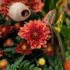 A close-up of a burnt orange bloom on a fall mum in an indoor mixed planter.