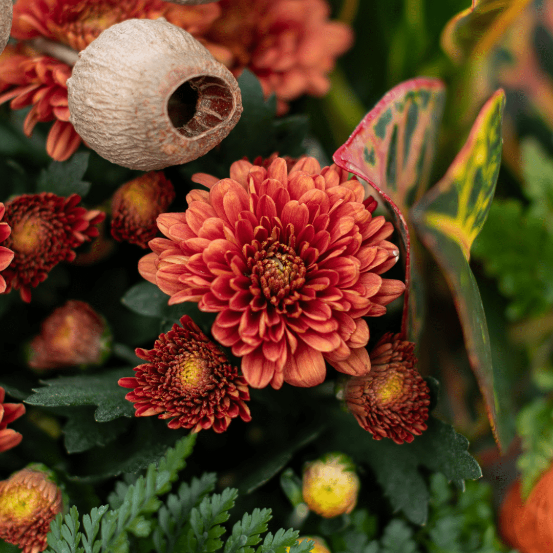 A close-up of a burnt orange bloom on a fall mum in an indoor mixed planter.
