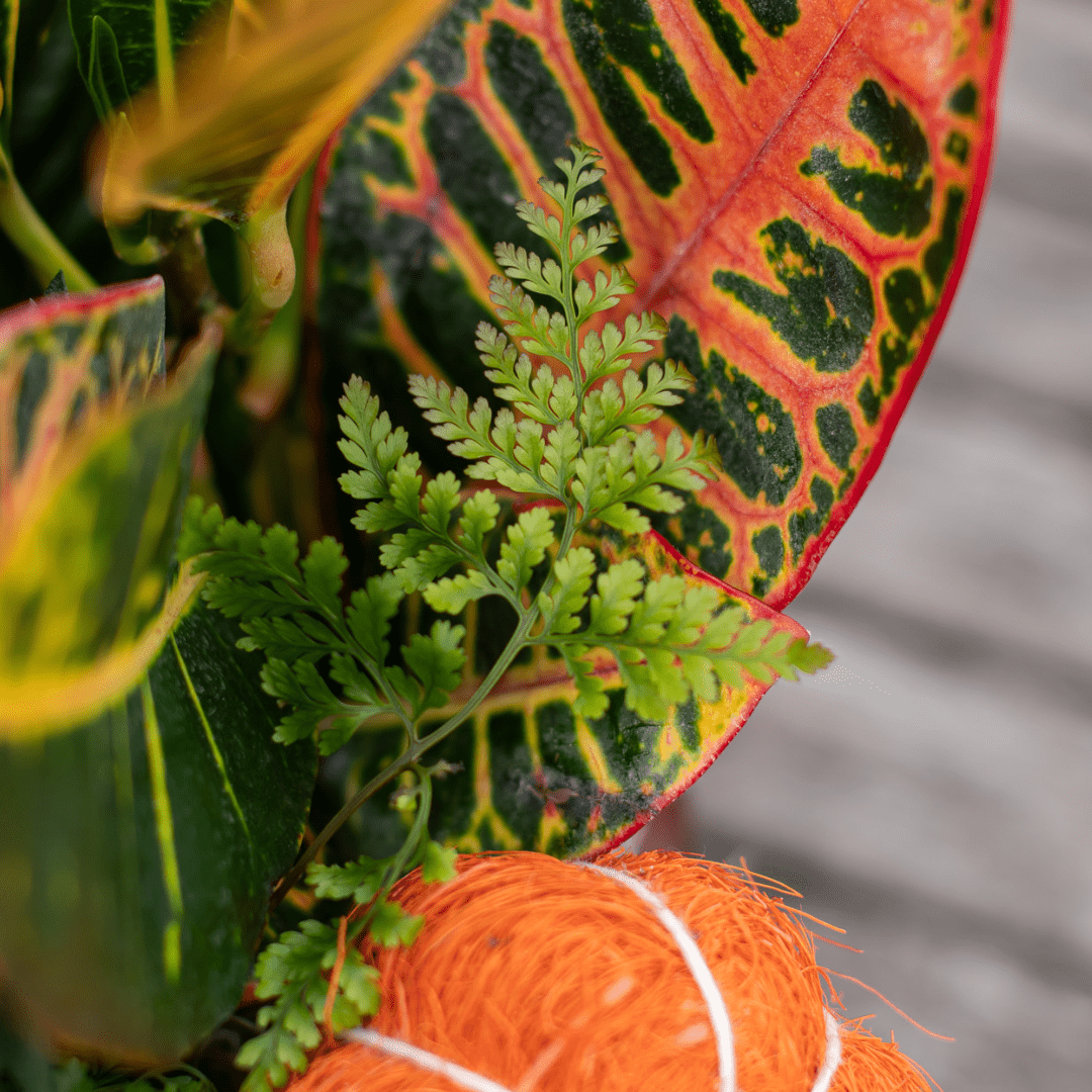 A close-up of a green fern leaf next to a colourful croton.