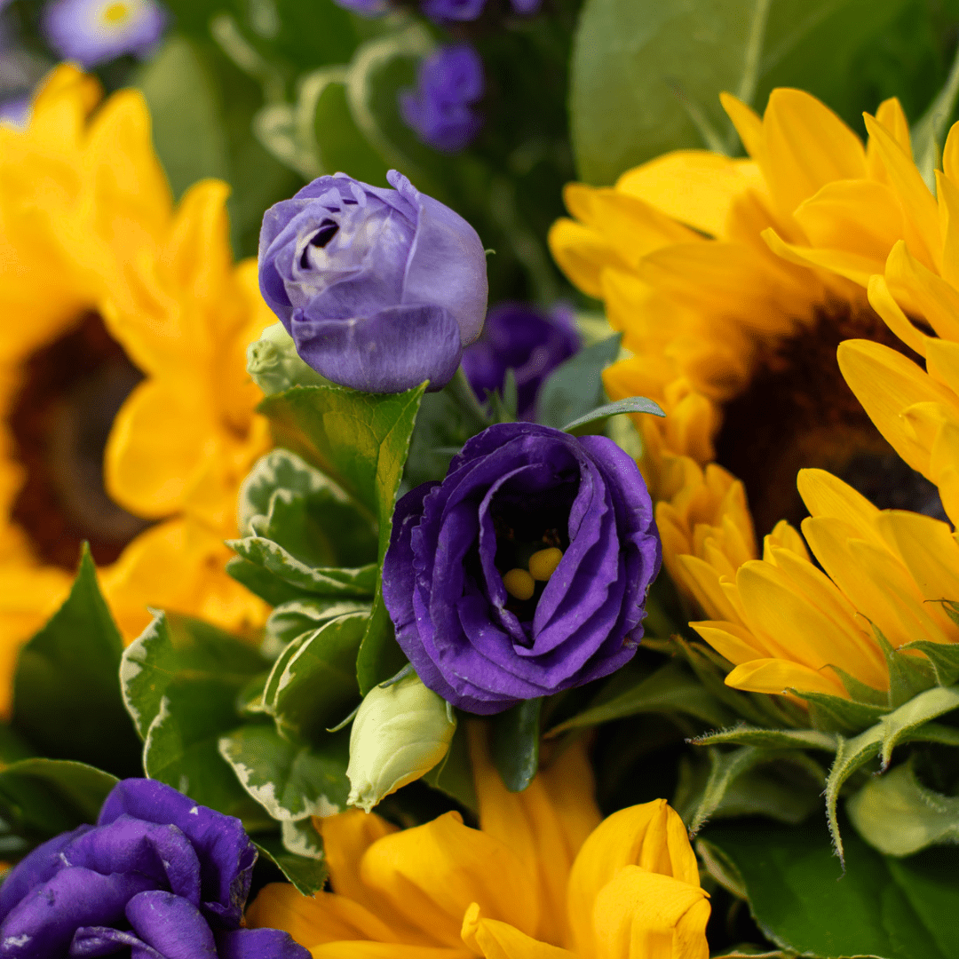 A close-up of purple lisianthus in a yellow and purple fresh floral bouquet.