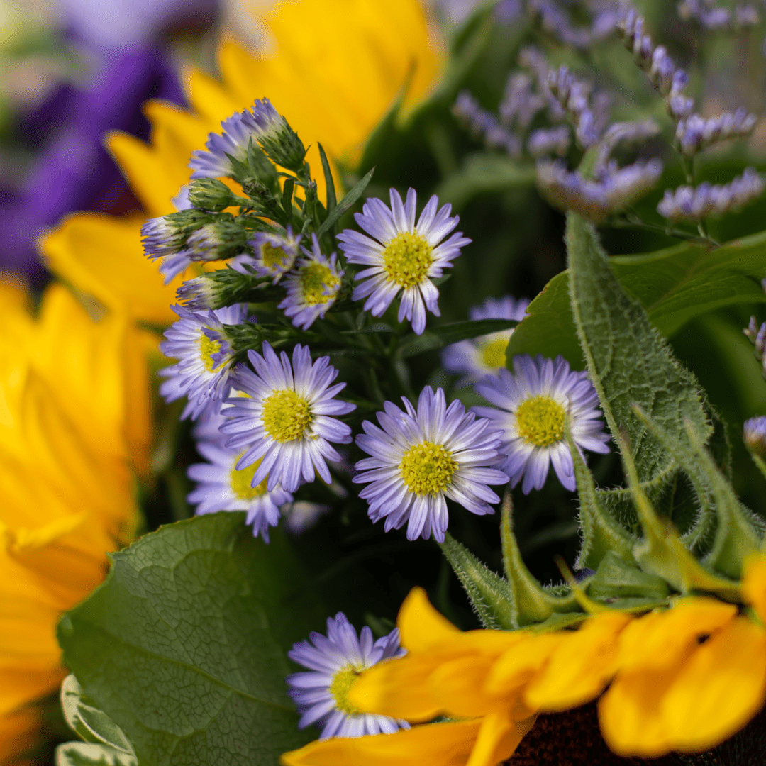 A close-up of small light purple asters with yellow centers in a yellow and purple fresh floral bouquet.