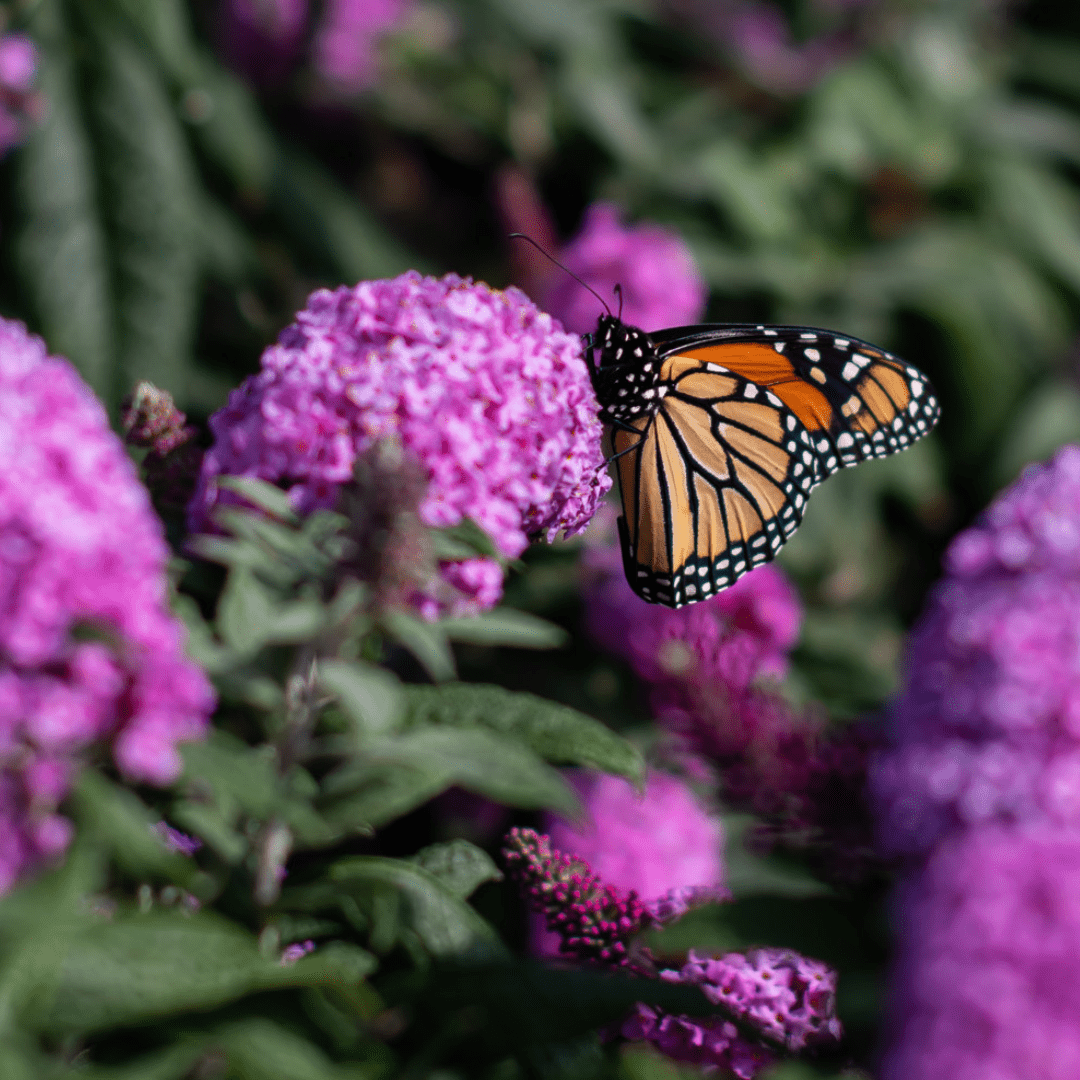 A close-up of an orange and black monarch butterfly on a pink butterfly bush bloom.