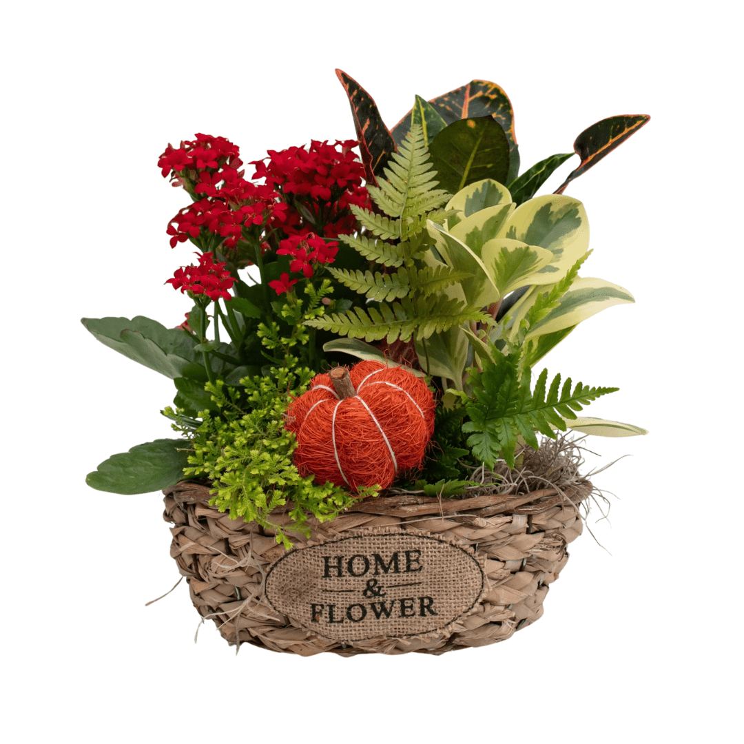 166 A fall-themed indoor mixed planter with various greenery, a colourful croton, a red flowering kalanchoe, a small decorative orange wicker pumpkin pick in a light brown woven basket that says "Home & Flower" on it.