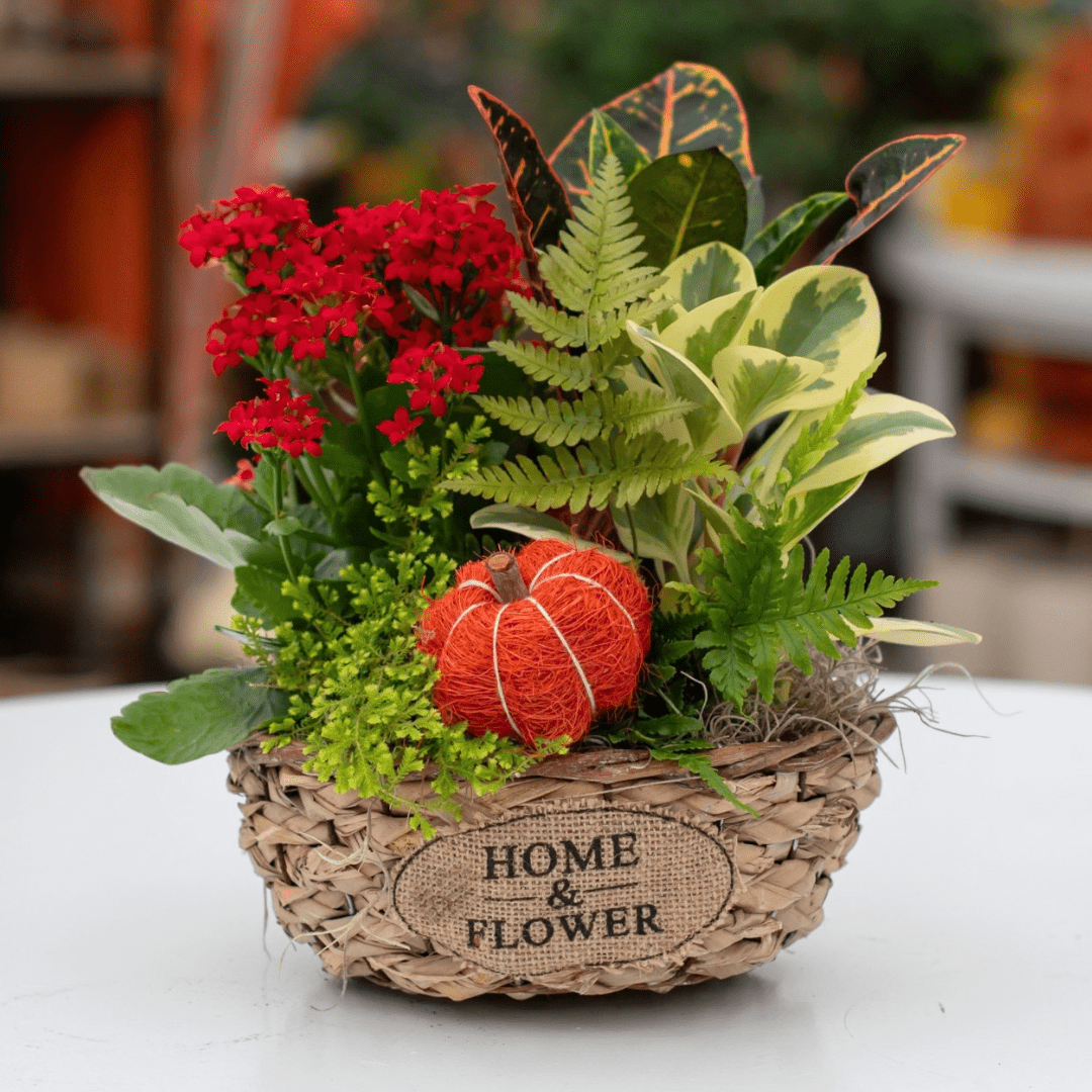 A fall-themed indoor mixed planter with various greenery, a colourful croton, a red flowering kalanchoe, a small decorative orange wicker pumpkin pick in a light brown woven basket that says "Home & Flower" on it. It sits on a white wooden table.