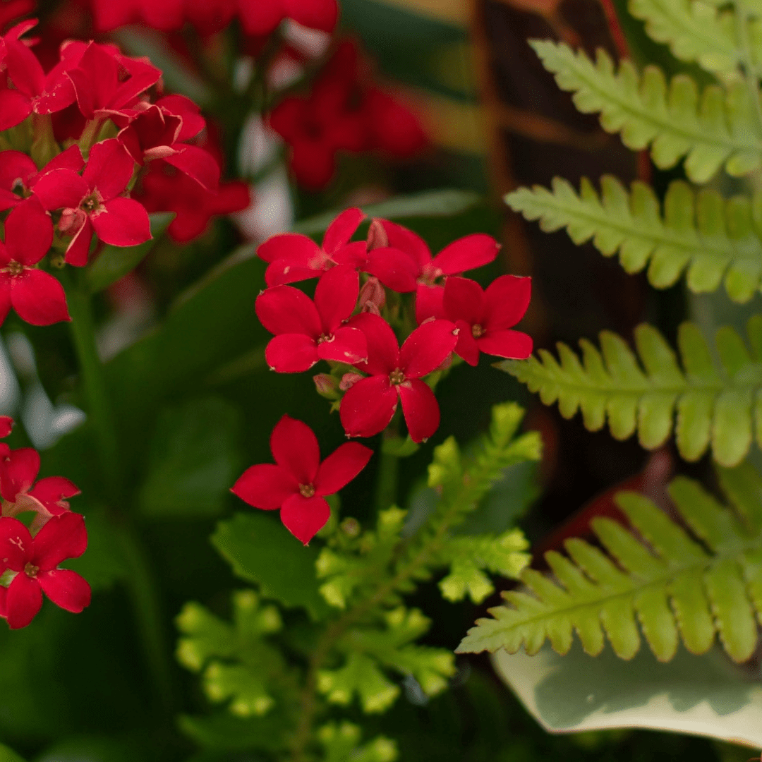 A close-up of a red kalanchoe flower in a fall-themed indoor mixed planter.