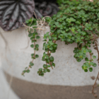 A close-up of trailing green baby tears in a fall-themed indoor mixed planter.
