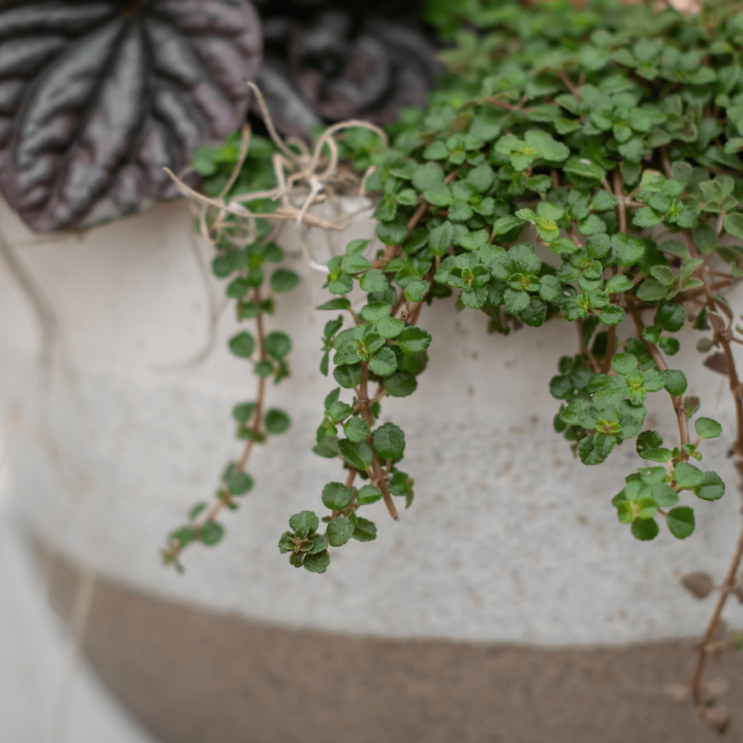 A close-up of trailing green baby tears in a fall-themed indoor mixed planter.