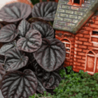 A close-up of a dark purple-black peperomia leaf in a fall-themed indoor mixed planter.