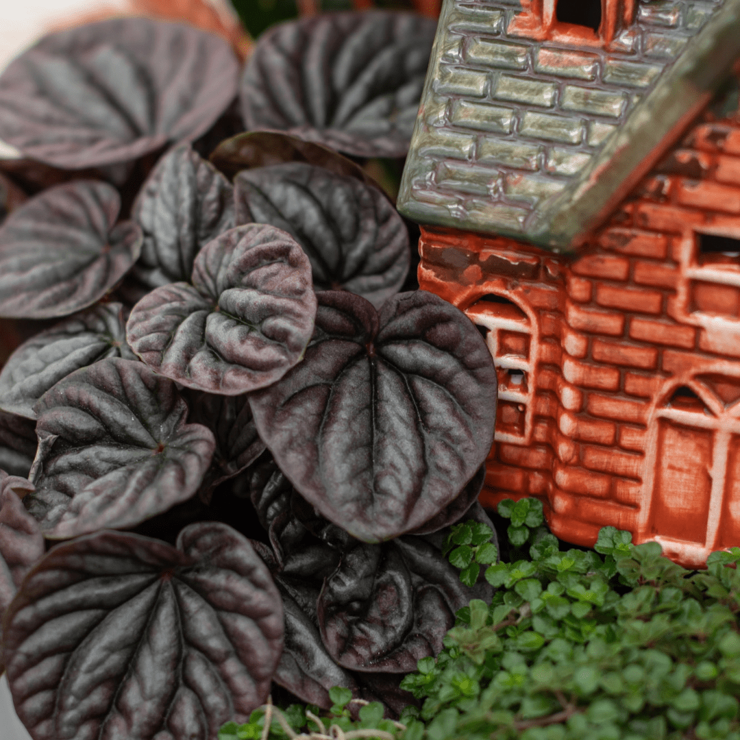 A close-up of a dark purple-black peperomia leaf in a fall-themed indoor mixed planter.