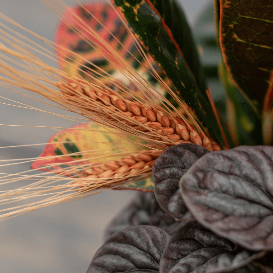 A close-up of light brown wheat with orange tones in a fall-themed indoor mixed planter.