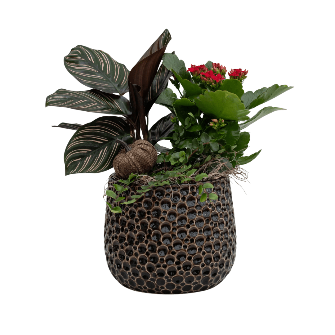 179 A fall-themed indoor mixed planter with green foliage, a dark green and pink striped calathea, a red flowering kalanchoe, and a decorative brown bubbly pot.