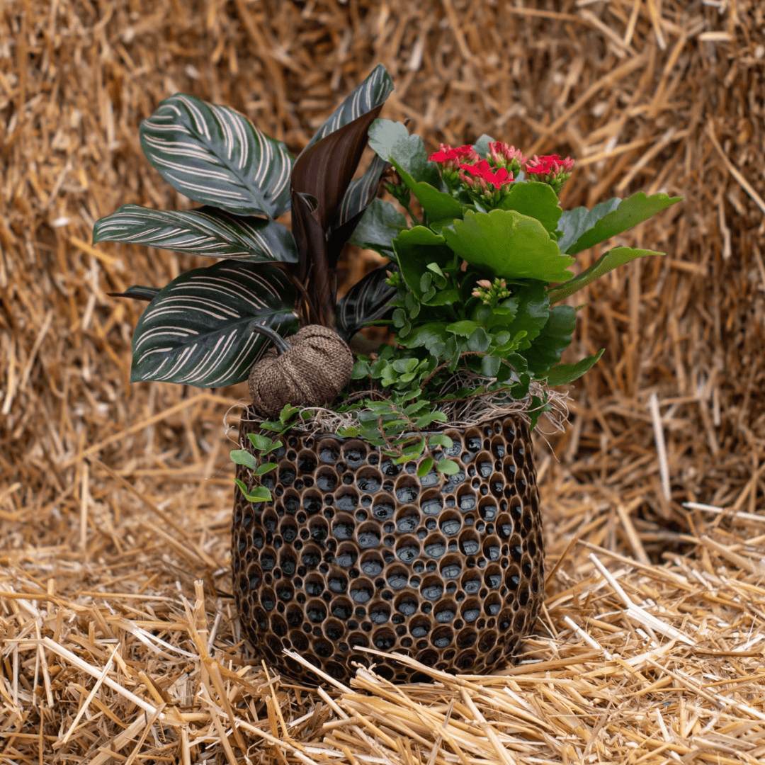 A fall-themed indoor mixed planter with green foliage, a dark green and pink striped calathea, a red flowering kalanchoe, and a decorative brown bubbly pot. It sits on a bale of straw.