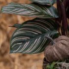 A close-up of a dark green and pink striped calathea leaf in a fall-themed indoor mixed planter.