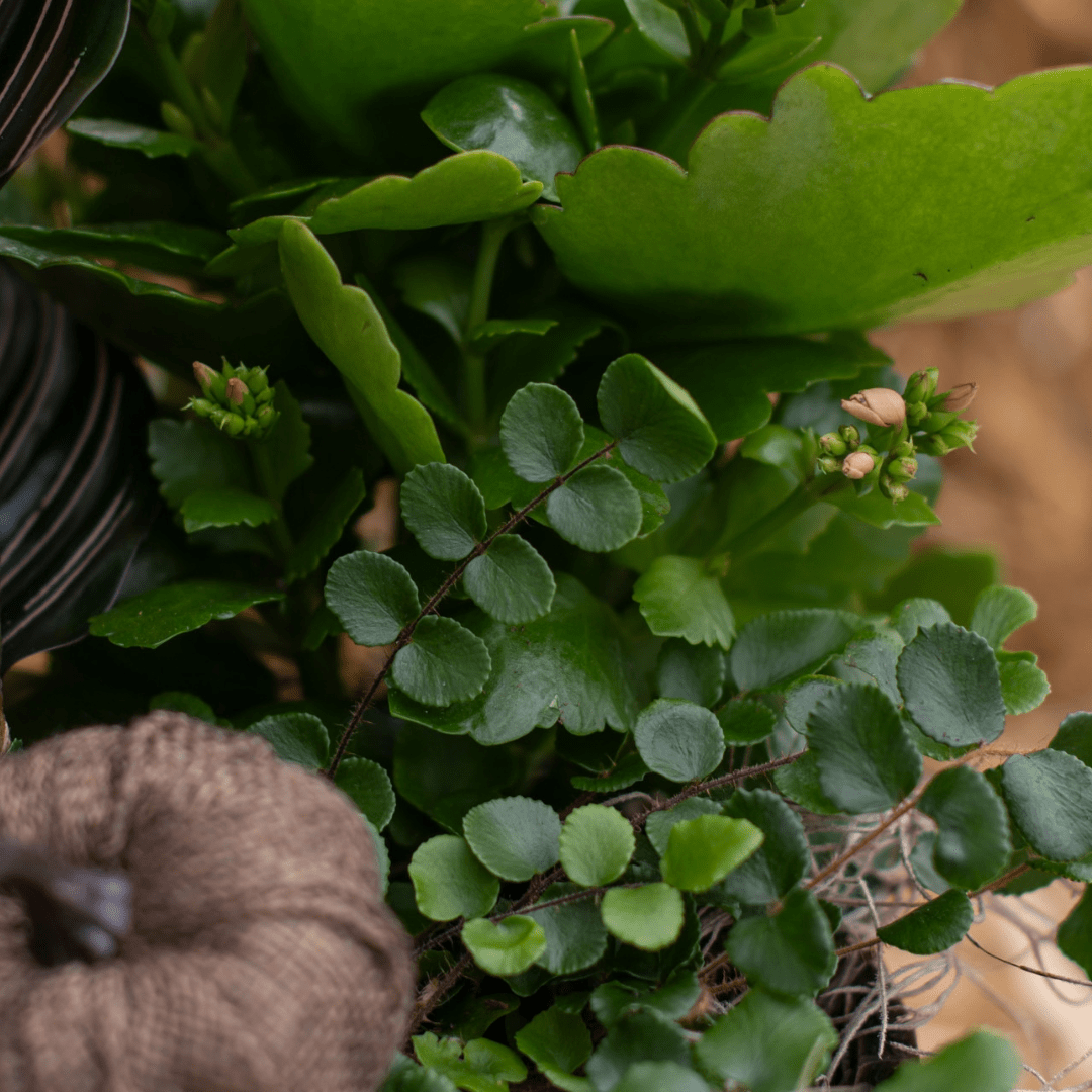 A close-up of a green button fern in a fall-themed indoor mixed planter.