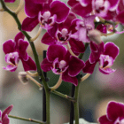 A close-up of fuchsia orchid blooms on green stems as part of a fall-themed indoor mixed planter.
