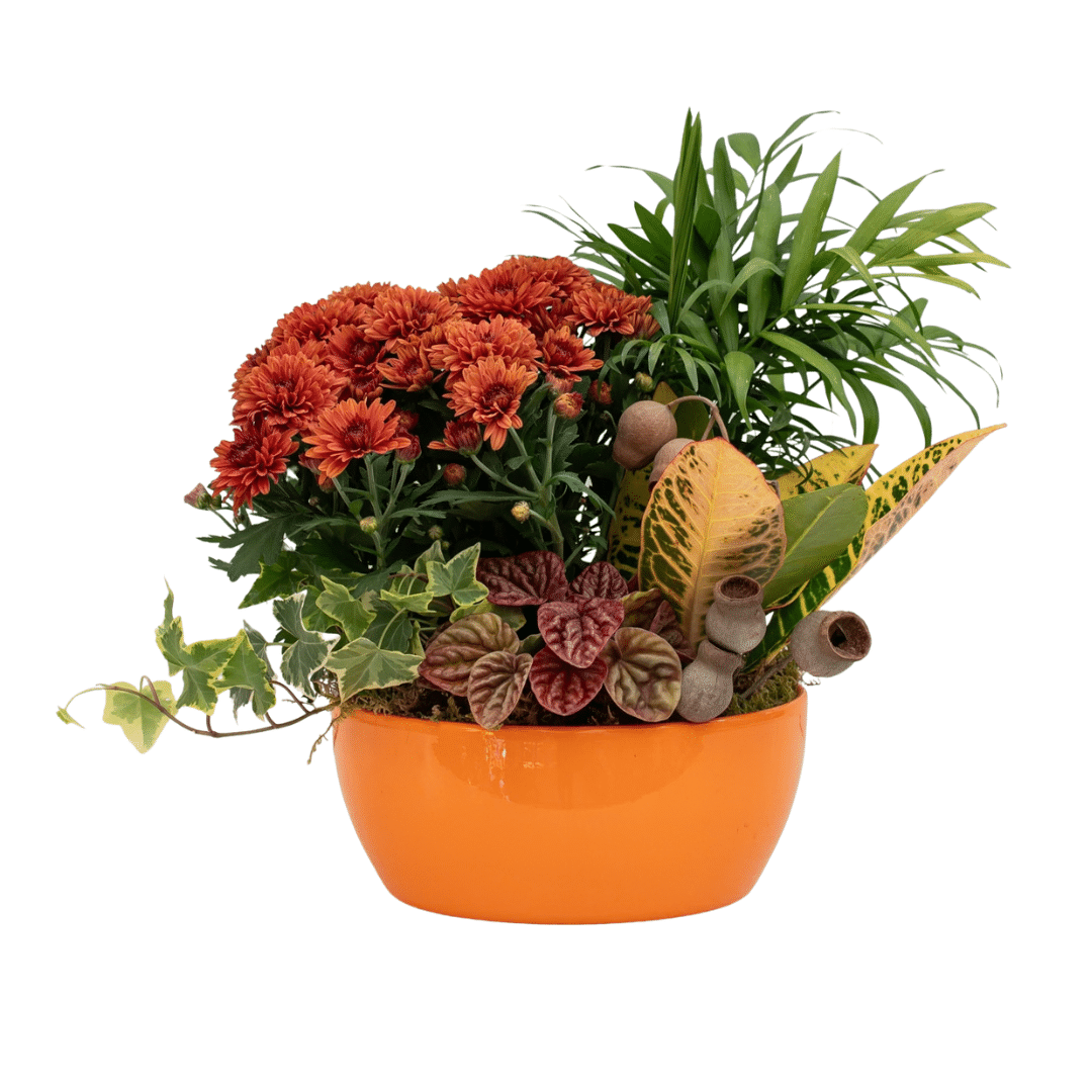 198 A fall-themed indoor mixed planter in an orange pot with a colourful croton, bella palm, rust-coloured mum, burgundy peperomia, and variegated ivy.