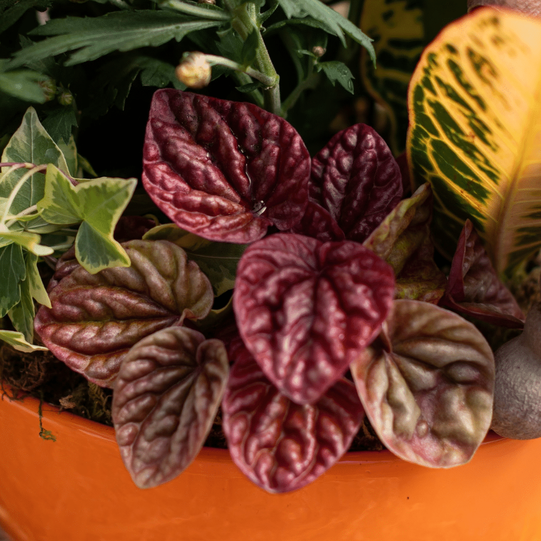 A close-up of a burgundy peperomia plant in a fall-themed indoor mixed planter.