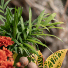 A close-up of a bella palm leaf in a fall-themed indoor mixed planter.