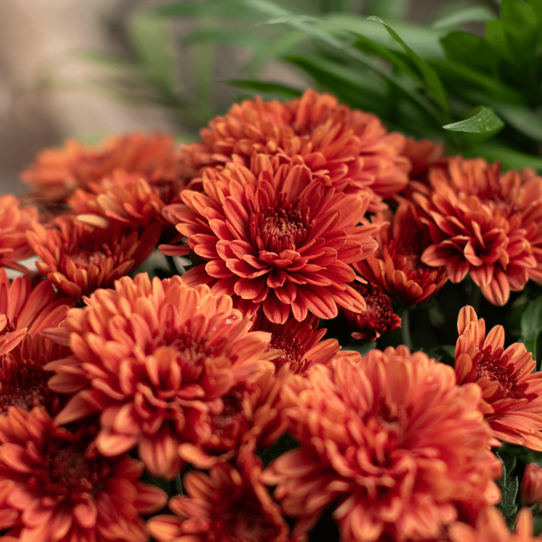 A close-up of a rust-coloured mum in a fall-themed indoor mixed planter.