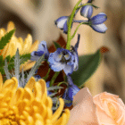 A close-up of blue delphinium in a floral bouquet.