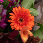 A close-up of an orange gerbera in a floral bouquet.