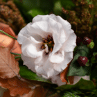A close-up of a light pink lisianthus bloom in a floral bouquet.