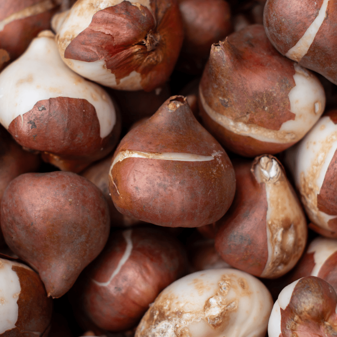 Tulip bulbs of all shapes and sizes lay on top of one another.