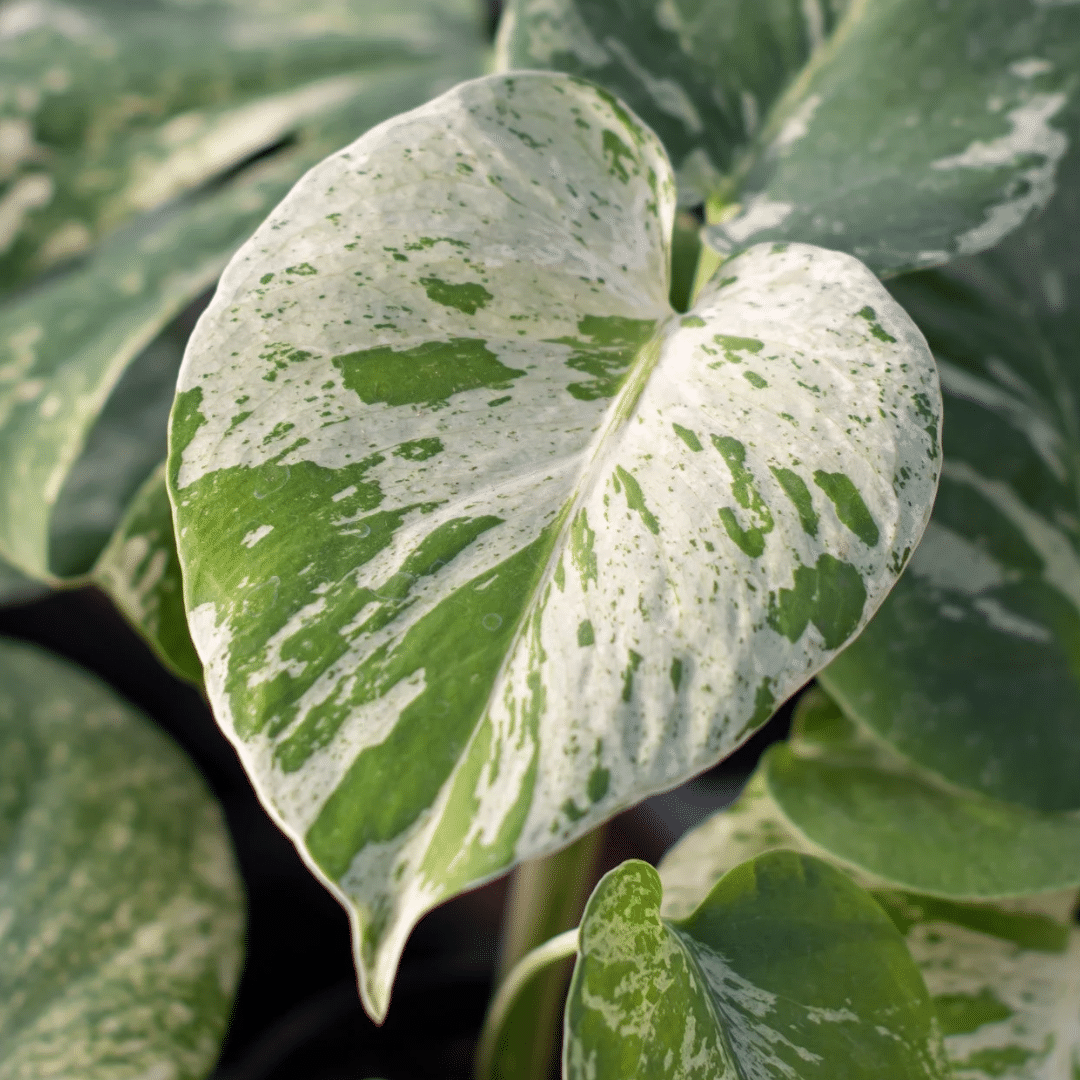A close-up of a white and green variegated Monstera leaf.