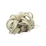Air plant with curled leaves on white background, ideal for modern home decor and low-maintenance gardening.