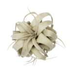 Close-up of a tillandsia air plant with curled light green leaves on a white background.